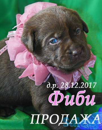 Великолепные щенки шоколадного лабрадора, фотография 1