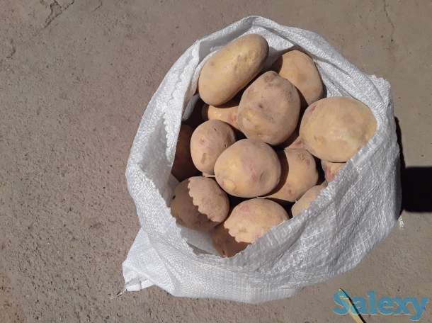 Картофель оптом от Производителя. По стандартам ГОСТ. Наличие документаций.  Картофель упакована в мешках: 25кг, 50кг., фотография 2