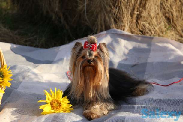 Щенки Йоркширского терьера, фотография 4