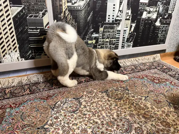 Американская Акита, фотография 6