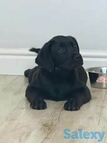 Продам щенка лабрадора, фотография 2