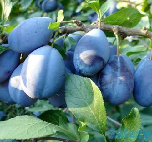 Плодовые деревья, фотография 5