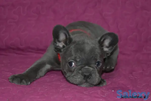 Голубого окраса французы с доставкой по кз, фотография 2