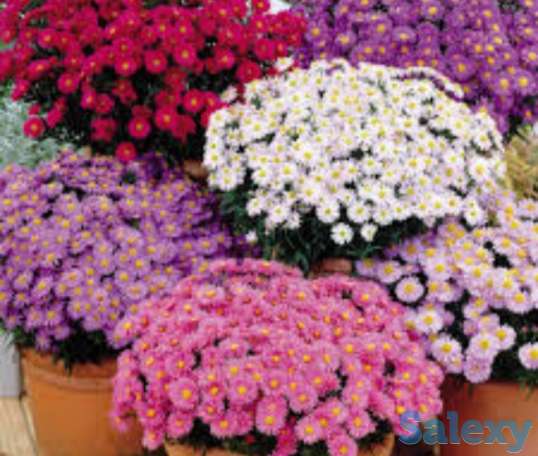 Цветы Астра новобельгийская., фотография 1