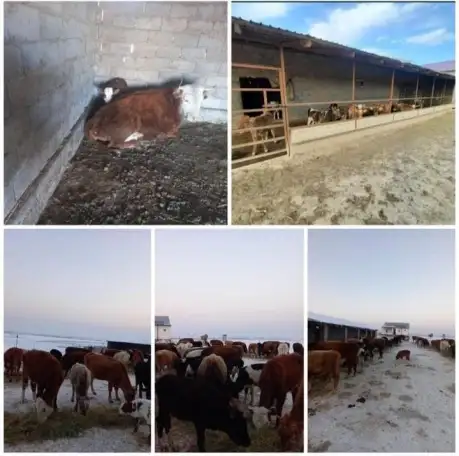 Фазенда, Кольащы, фотография 6