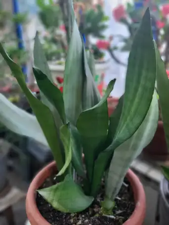 Продам Сансевиерию, фотография 5