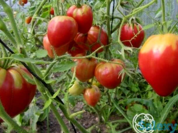 Семена Томат Бычье сердце розовое 20 шт, фотография 1