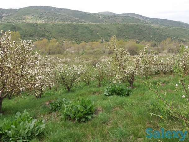 Плодовый сад, КХ, фотография 5