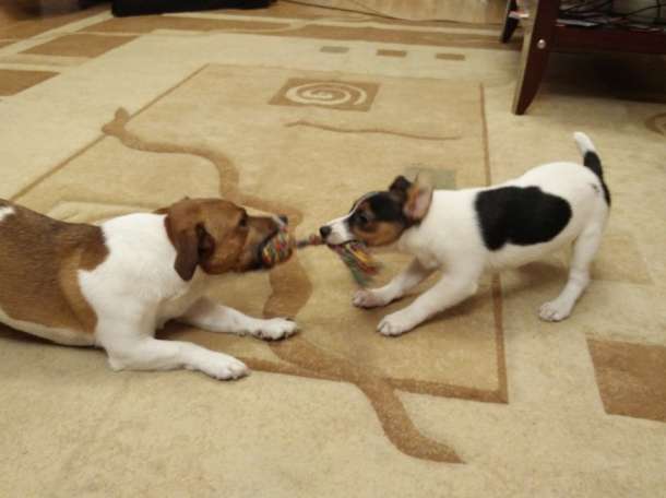 Кобель джек рассел терьер вязка, фотография 1