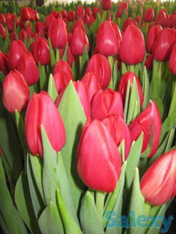 Экспресс доставка цветов, фотография 2