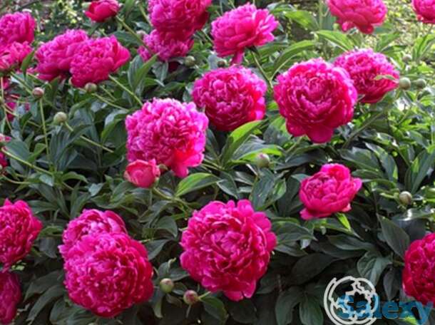 Пион канзас, фотография 1