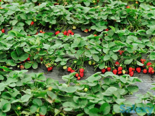 Рабочие на сбор клубники, фотография 1