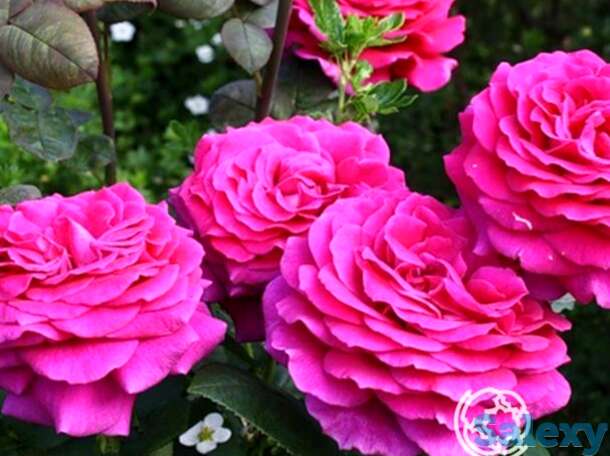 Роза Биг Пепл чайно-гибридная, фотография 1