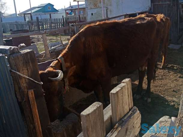 Сиыр БУЗАУЫМЕН, фотография 3