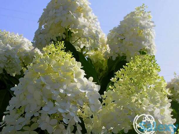 Гортензия саммер сноу, фотография 1