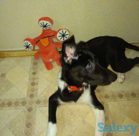 Малышка Хани ищет дом, фотография 4