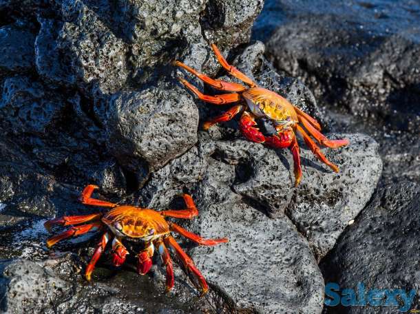 Хитозан — волшебные капсулы, фотография 1