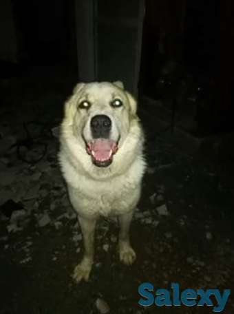 Прадом Алабай, фотография 1