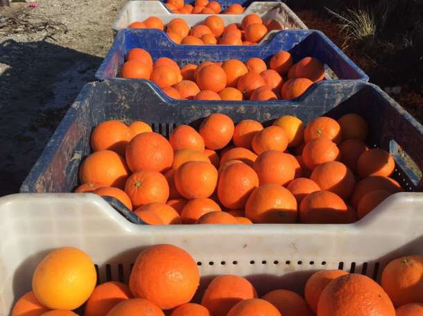 Экзотический фрукты оптом Турция., фотография 2