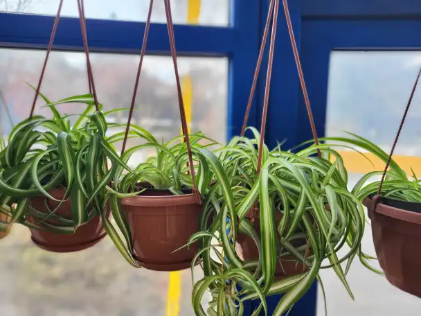 Хлорофитум, фотография 5