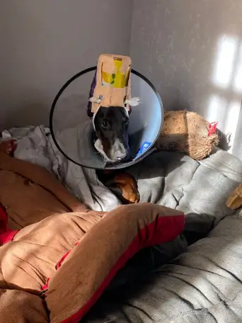 Щенки добермана, фотография 3