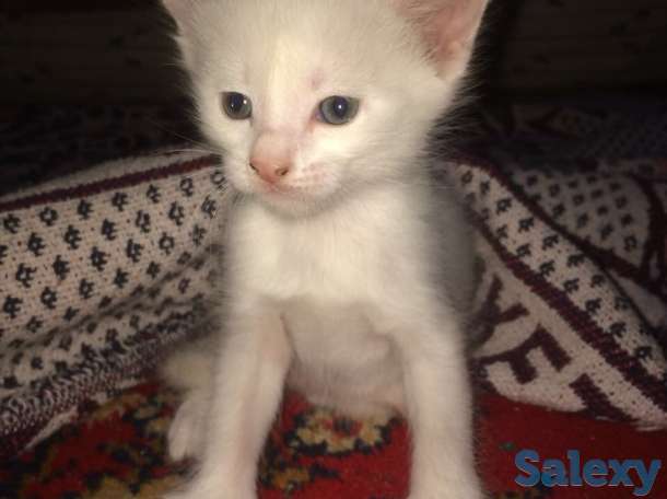 Отдам в хорошие руки, фотография 1