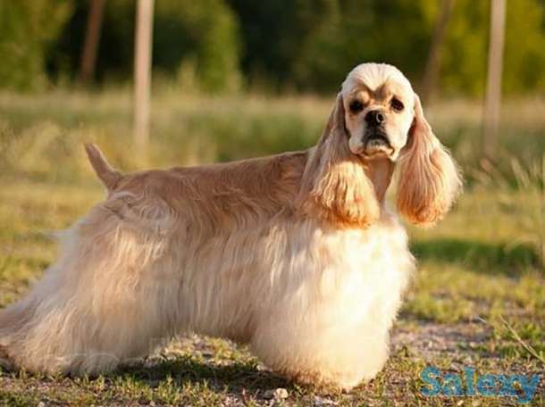 Американский кокер спаниель, фотография 1