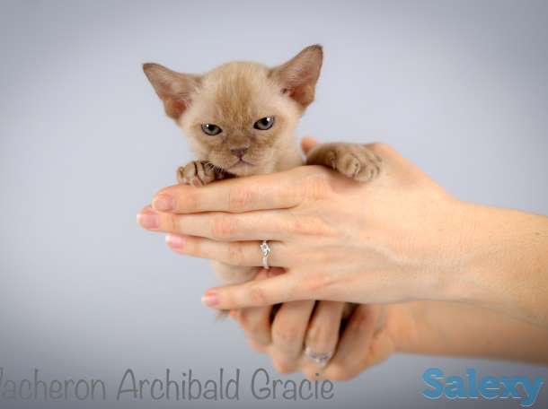 Бурманские котята, фотография 4