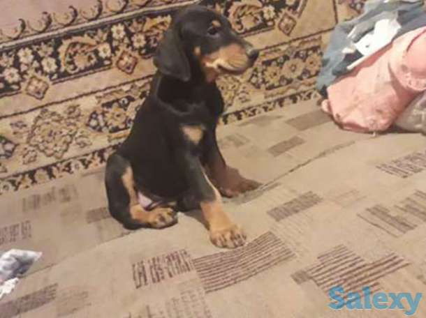Щенки Добермана, фотография 1