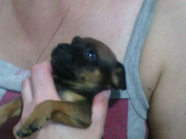 собачку срочно, фотография 4