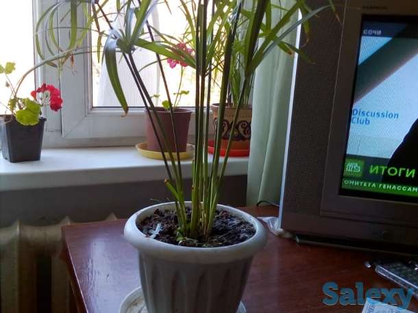 Продам комнатные цветы, фотография 3