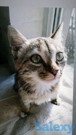 Отдам котёнка, фотография 3