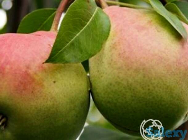 Груша январская, фотография 1