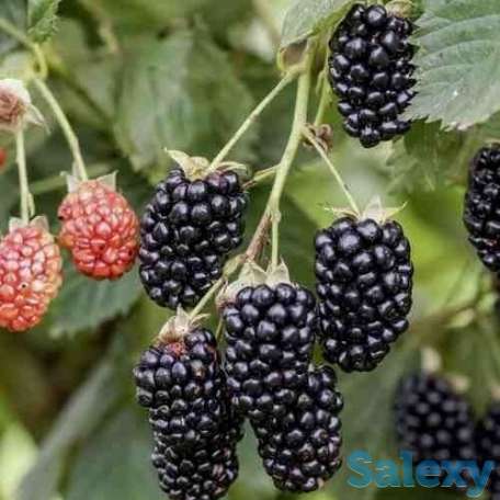 Рассада ежевики 