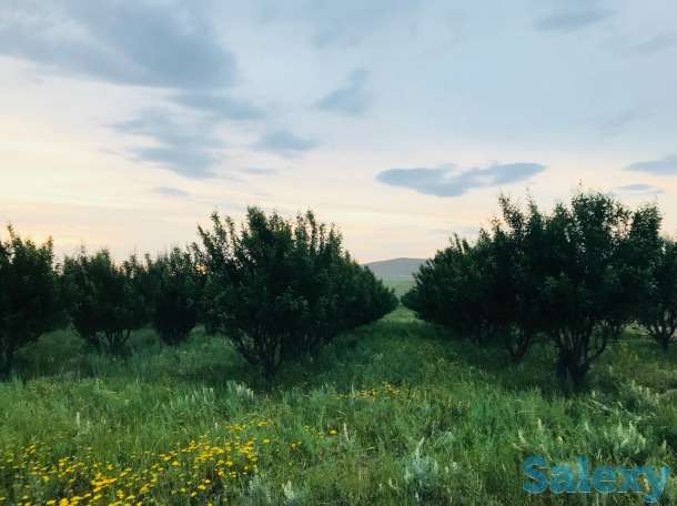 Продам участок 2 га, фотография 6