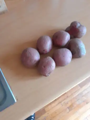 Картофель дачный, фотография 1