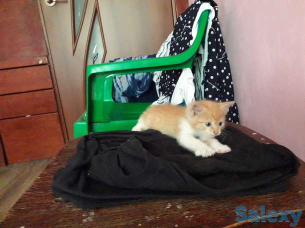 Отдам в добрые руки 1 месячного рыжего котёнка., фотография 2