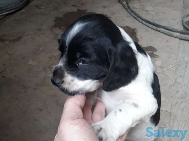 Продам щенков спаниеля, фотография 1