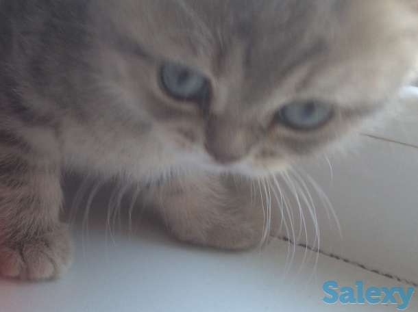 шотландский котенок, фотография 4