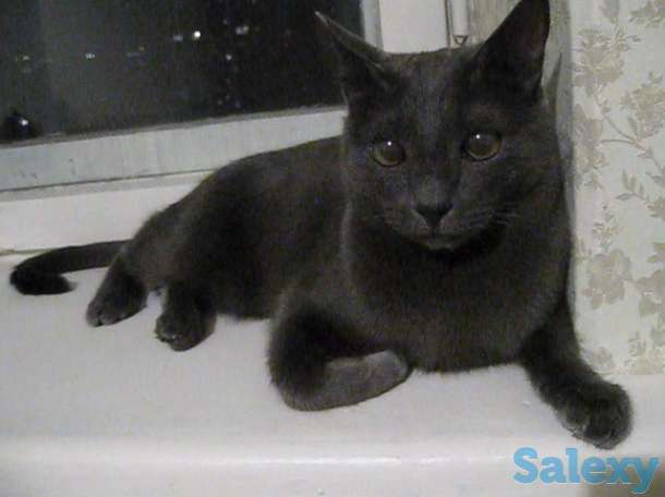 Кличка кота Нешик порода Русская голубая, фотография 5