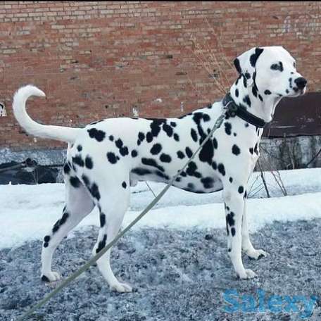 Готовы к продаже щенки Далматина)), фотография 1