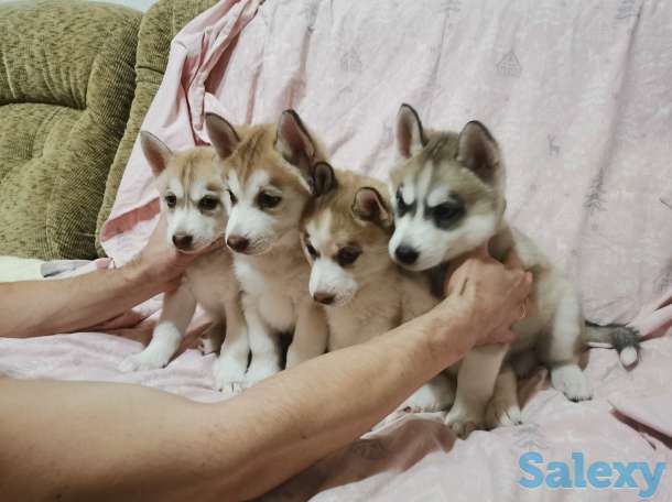 Продам щенков сибирской хаски, фотография 1
