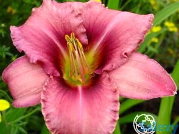 Лилейник Пёпл Биколор, фотография 1