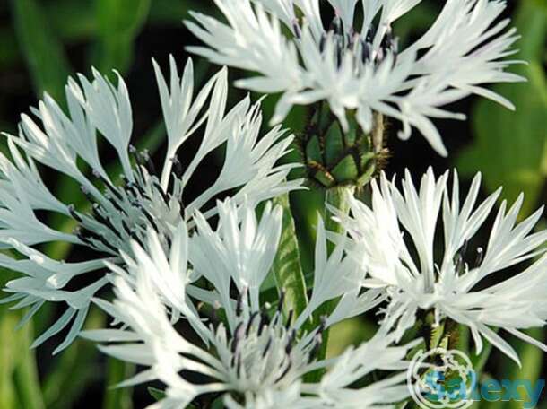 Василек горный белый, фотография 1