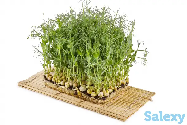 Микрозелень, фотография 2
