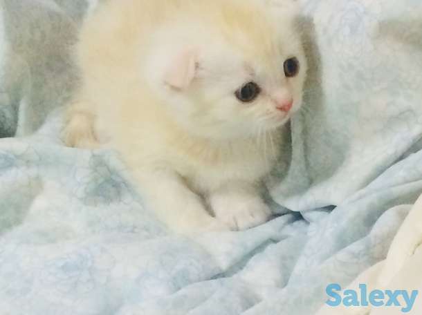 Продам породистых котят, фотография 4