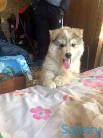 Продаю щенка Аляскинского Маламута, фотография 1