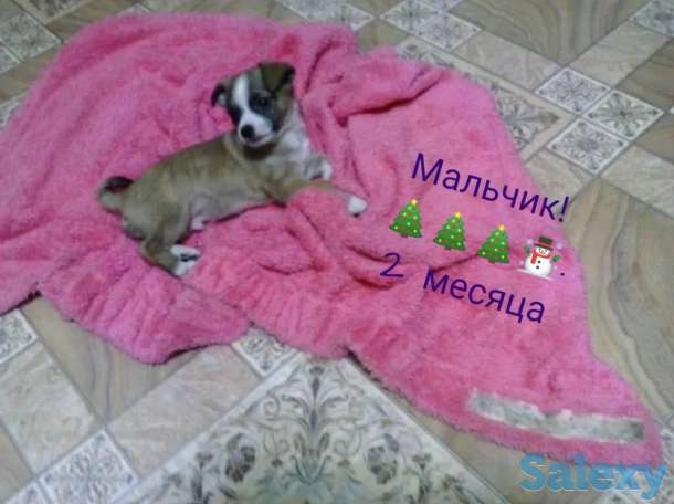 Чихуахуа, фотография 2