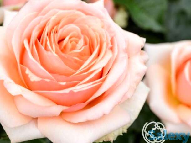 Роза линда беллингем, харкнесс, фотография 1