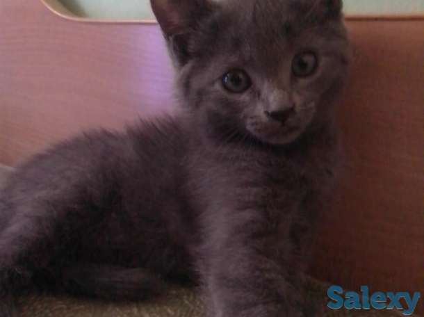 Двухмесячные котята, бесплатно, фотография 2